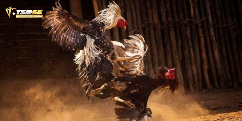 Hiểu rõ luật chơi sẽ giúp tăng khả năng chiến thắng