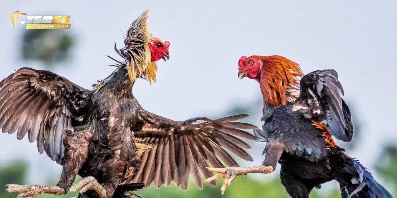 Hãy lựa chọn nhà cái lớn và uy tín